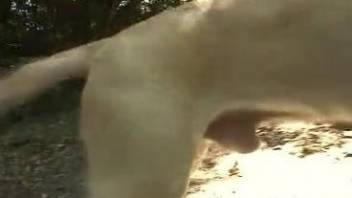 Skillful Japanese zoophile is blowing two dog sausages