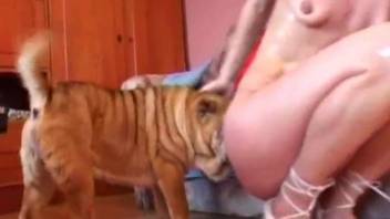 Blonde zoophile orally pleased her doggy in the bedroom