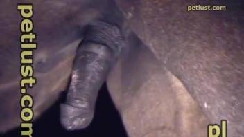 Dude uses his hard dick to slide in a horse's hole