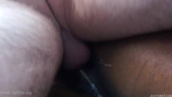 Female horse with a rosy vagina aggressively fucked by an extremely perverse guy