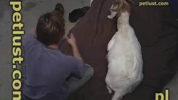 Kinky dude enjoying hardcore sex with a sexy goat