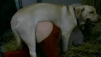 White retriever and sexy female are enjoying bestiality sex