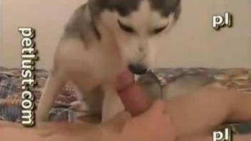 Horny man licks and fucks his dog's warm vagina