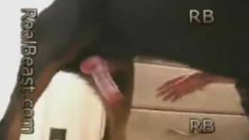 Golden-haired stunner gets pounded by a hung hound