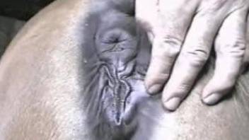 Dude drives his thick dick in this mare's pussy