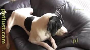 Spotted white hound bangs a young man in doggy style pose as he love