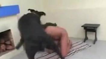 Busty brunette and big black doberman in awesome dog fuck