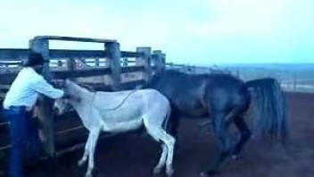 Man stands near obedient donkey who is nailed by black stallion