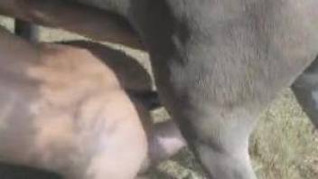 Farm animal anally fucks a human in doggy style pose