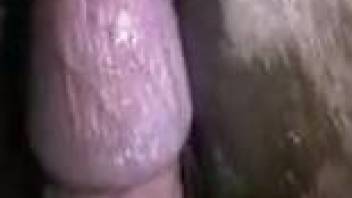 Closeup with a man enjoying raw horse anal sex