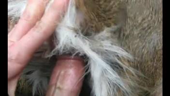 Astonishing zoo gape session with a slutty beast