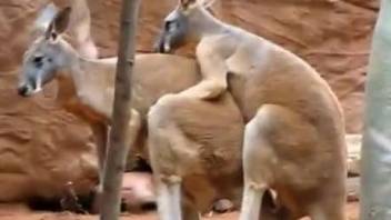 Kinky kangaroos fucking like crazy in a voyeur vid