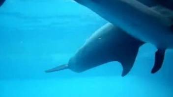 Group of dolphins makes love in blue waters of warm sea