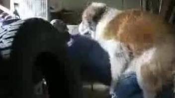 Saint Bernard fucks master and drills his ass hard