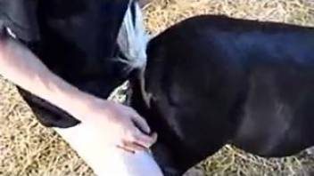 Aroused guy screws a donkey in the rear and ejaculates on its coat