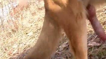 The cameraman is obsessed with this dog's red cock