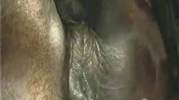 Lustful rancher rams his dick into the female horse's vagina