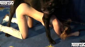 Black Labrador fucks skinny bitch's pierced vagina