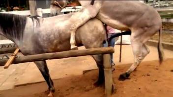 Two horses enjoying extremely passionate sex outdoors, zoo XXX