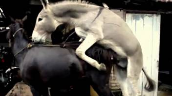 Ass bangs equine while aroused bestiality fan records the scene