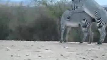 Sexy zebras enjoying hardcore fucking outdoors