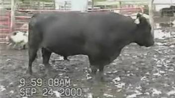 Aroused bull brings ecstasy to this lustful bestiality enthusiast