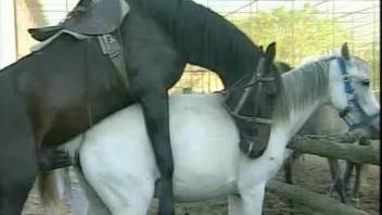 Black stallion with huge dick gets sucked by two females