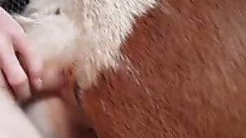 Horny man deep fucks cow and enjoys amateur zoophilia