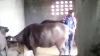 Guy discovers an ideal barnyard beast for intense banging