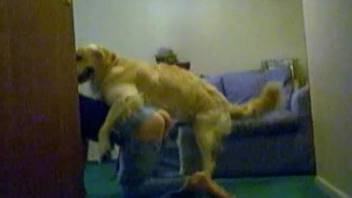 Chick in special jeans slammed on floor by Golden Retriever