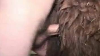 Dude fucks a hairy animal with his throbbing dick