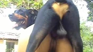 Brunette tries huge dog dick in her premium cunt