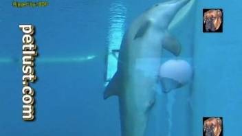 Sexy dolphins getting pretty freaky underwater