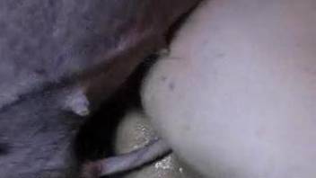 Filthy pig with very sharp and pointy dick fucks a hot farm slut