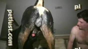 Dog and man anal porn