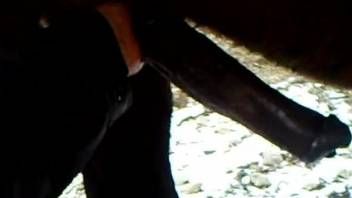 Horny guy strokes the horse cock until it starts to splash sperm