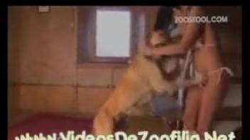 Bikini-wearing zoophile enjoying doggy style fucking