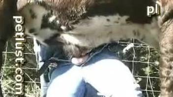 Dude fooling around with a sexy cow on camera