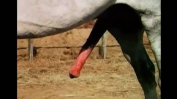 Huge horse dick in woman's wet pussy and ass