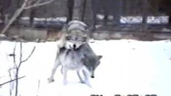 Sexy wolves enjoying hardcore fucking outdoors