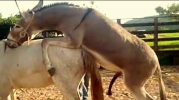 Beautiful horse fucks his sexy girlfriend in doggy pose