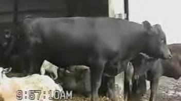 Man gets horny as fuck by the sight of the bull's cock