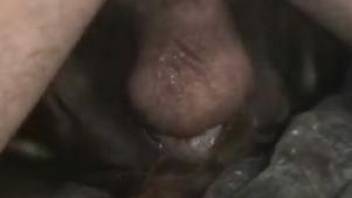 Aroused man deep fucks furry friend in intimate animal XXX shag