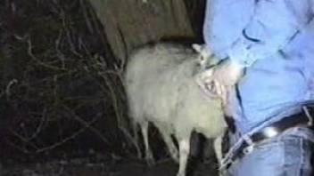 Horny man pulls out his dick to fuck a sheep in the middle of the night