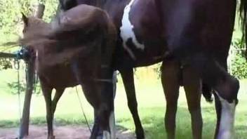 Horse with a hard cock fucking a tight Latina babe