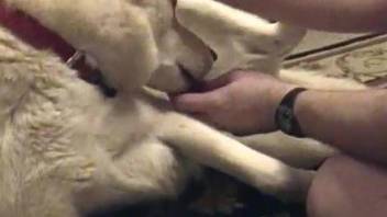 Chubby man sticks his dick into the dog's vagina