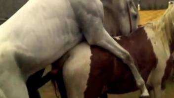 White stallion lazily fucking a mare's pussy