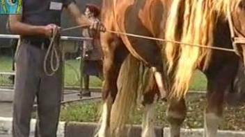 Dudes parading their horse and its large cock