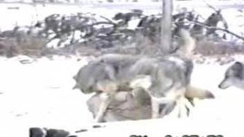 Wolves fuck in couples and cum like crazy as well