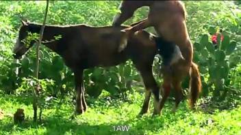 Two horses going crazy, fucking each other outdoors